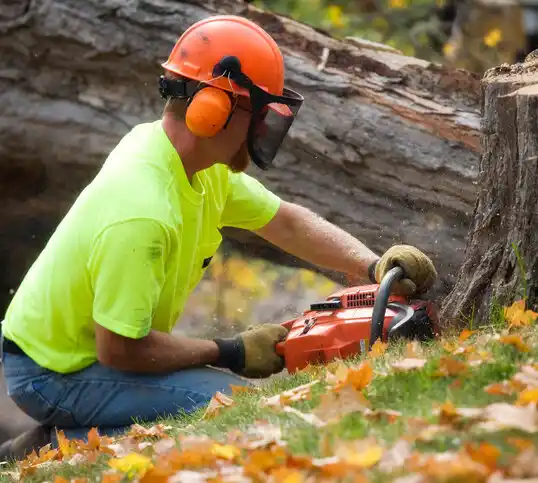 tree services Prinsburg